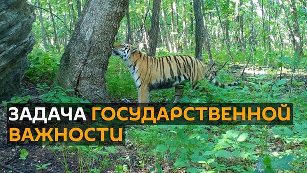 Уникальные кадры с тигром Путина и его семейством - Sputnik Латвия