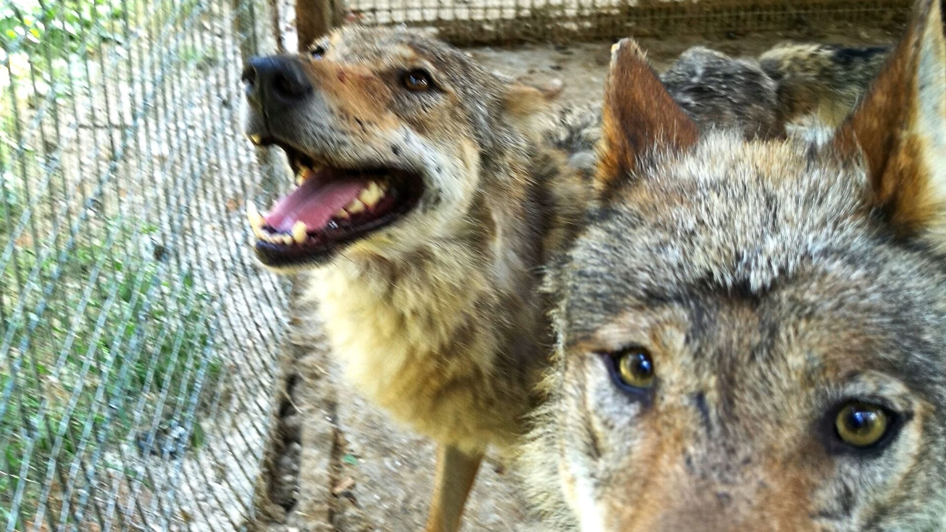 Волки в мини-зоопарке Кекавиняс личи Игоря Малинаускаса - Sputnik Латвия, 1920, 17.06.2021