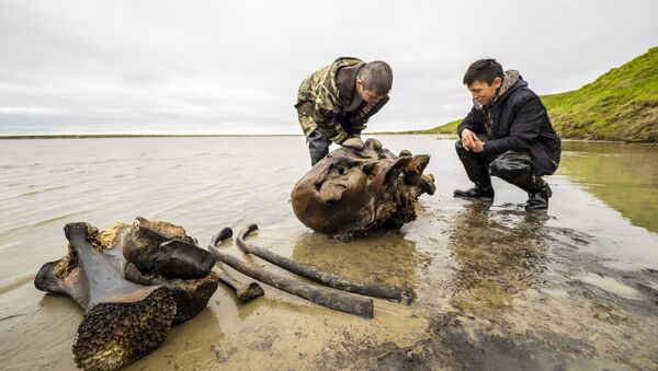 Фрагменты костей взрослого мамонта времен палеолита, обнаруженные в ходе археологических раскопок на территории Ямало-Ненецкого округа - Sputnik Латвия