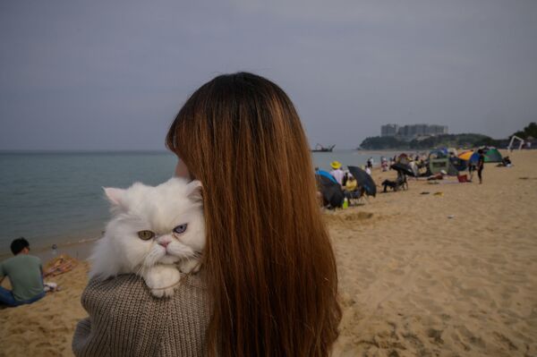 Кошка со своей хозяйкой на пляже в Сокчо, Южная Корея - Sputnik Латвия