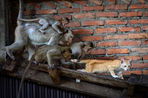 Длиннохвостые макаки пристают к кошке в заброшенном здании в городе Лопбури, Таиланд - Sputnik Латвия