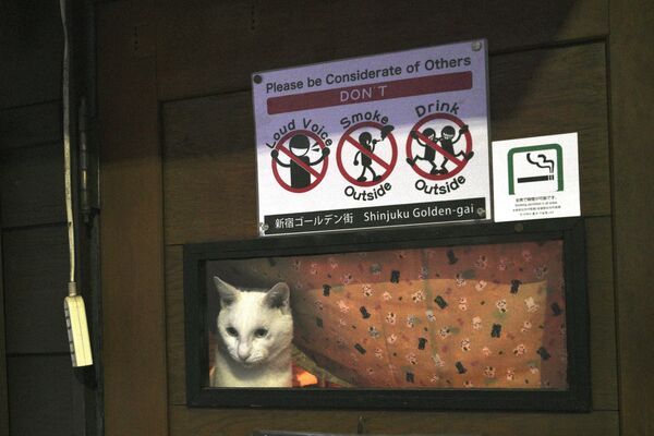 Кошка смотрит на улицу из закрытого бара в развлекательном районе Кабукичо в Токио - Sputnik Латвия