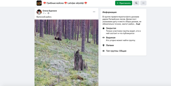 Они ничего не боятся: в Валкском районе грибники встретили двух медвежат Они ничего не боятся: в Валкском районе грибники встретили двух медвежат - Sputnik Латвия