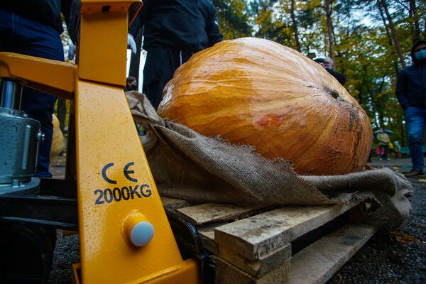 В Рижском зоологическом саду прошел 15-й Латвийский чемпионат самой большой тыквы - Sputnik Латвия