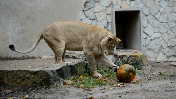 Львы рижского зоопарка играют с тыквами - Sputnik Латвия