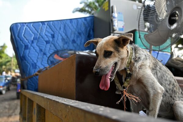 Собака в грузовике среди вещей рабочих, из-за урагана Йота эвакуирующихся из района в Эль-Прогресо, Гондурас - Sputnik Латвия