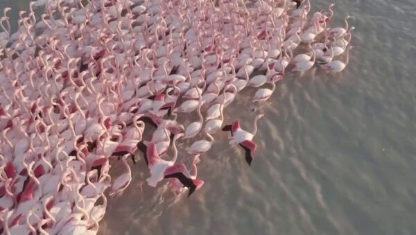Сотни розовых фламинго остановились на озере в Казахстане по пути на юг - Sputnik Latvija