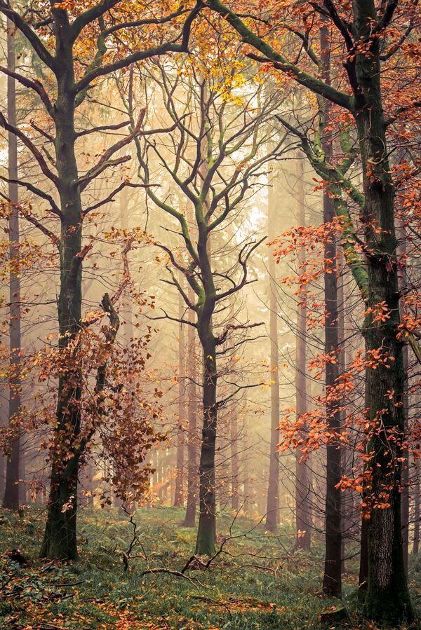 Britu fotogrāfa Deivida Džonsa (David G Jones) uzņēmums Mortimera koki, kas tapis Mortimera mežā Šropšīras grāfistē Britu fotogrāfa Deivida Džonsa (David G Jones) uzņēmums Mortimera koki, kas tapis Mortimera mežā Šropšīras grāfistē - Sputnik Latvija