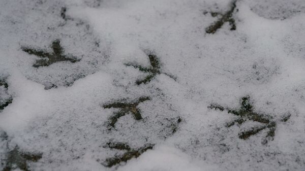 Первый снег в Риге - Sputnik Latvija