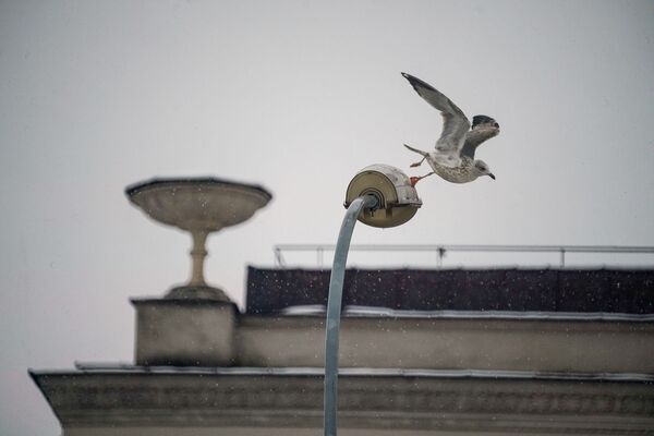 Pirmais sniegs Rīgā Pirmais sniegs Rīgā - Sputnik Latvija