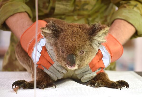 Раненая во время лесных пожаров в Австралии коала проходит лечение в импровизированном полевом госпитале в парке дикой природы острова Кенгуру - Sputnik Латвия