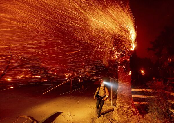 Пожарный проходит мимо горящего дерева во время тушения пожара в общине Сильверадо в Калифорнии - Sputnik Латвия