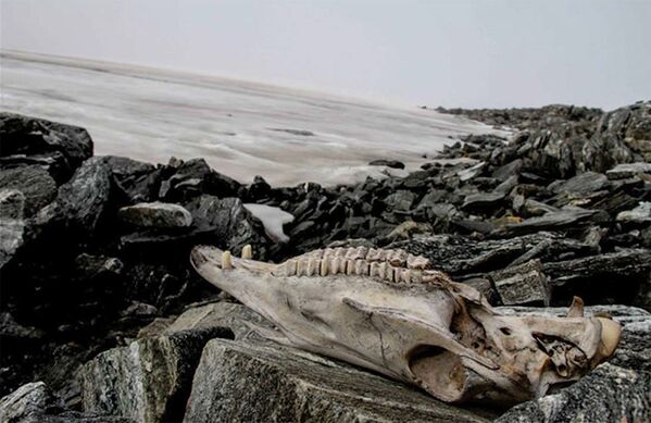 Обнаруженный череп лошади в леднике Lendbreen в Норвегии  - Sputnik Латвия