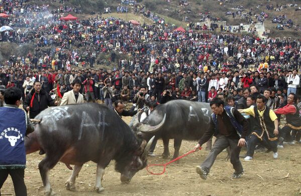 Этническая группа народов Мяо во время боя быков в Китае  - Sputnik Latvija