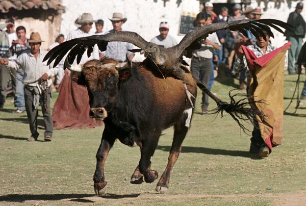 Бык с кондором на спине во время боя с быками в Перу - Sputnik Latvija