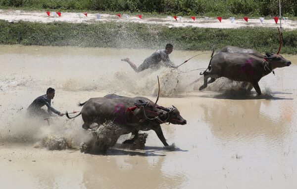 Тайские фермеры во время гонок с быками в Таиланде  - Sputnik Latvija