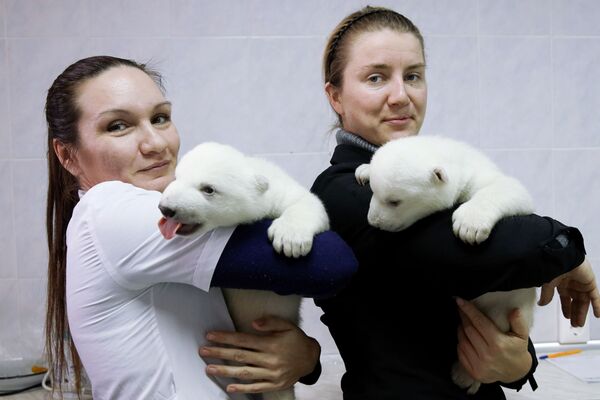 Детеныши белого медведя в сафари-парке Геленджика - Sputnik Latvija