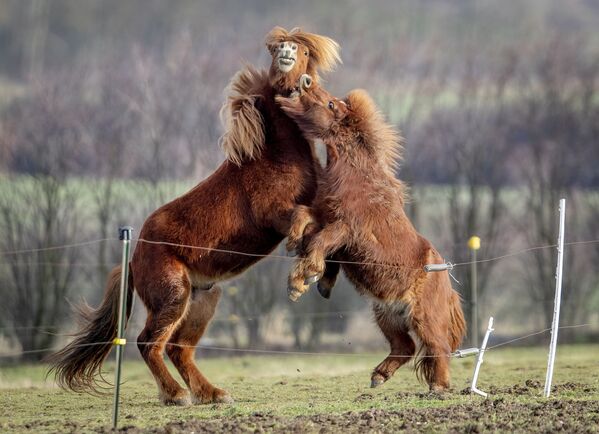 Islandes zirgs un Šetlandes ponijs rotaļās zirgaudzētavā Verhaimā netālu no Frankfurtes, 18. janvāris - Sputnik Latvija