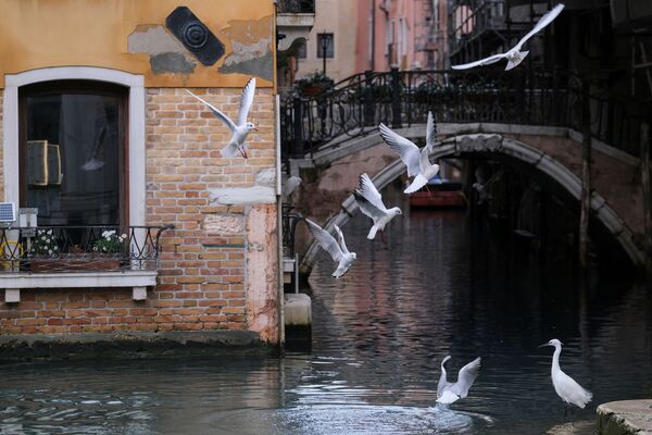 Птицы над каналом в Венеции  - Sputnik Latvija