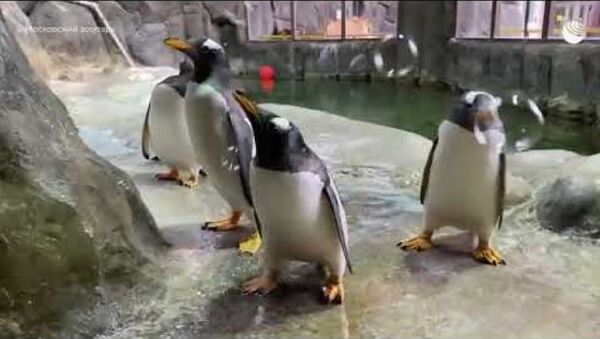 Maskavas zoodārza pingvīniem sarīkoja putu ballīti - Sputnik Latvija