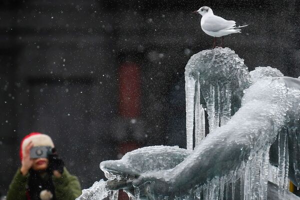Птица на покрытой льдом статуе на Трафальгарской площади в Лондоне  - Sputnik Latvija