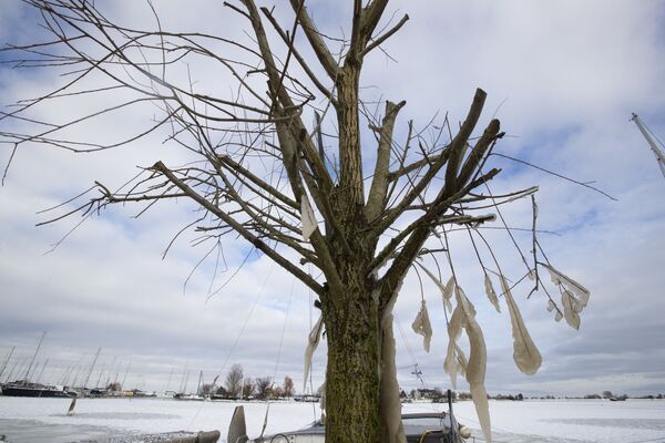 Сосульки на дереве в Нидерландах - Sputnik Latvija