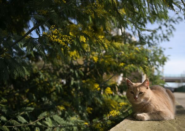 Уличная кошка под цветущим деревом мимозы в Сочи - Sputnik Latvija