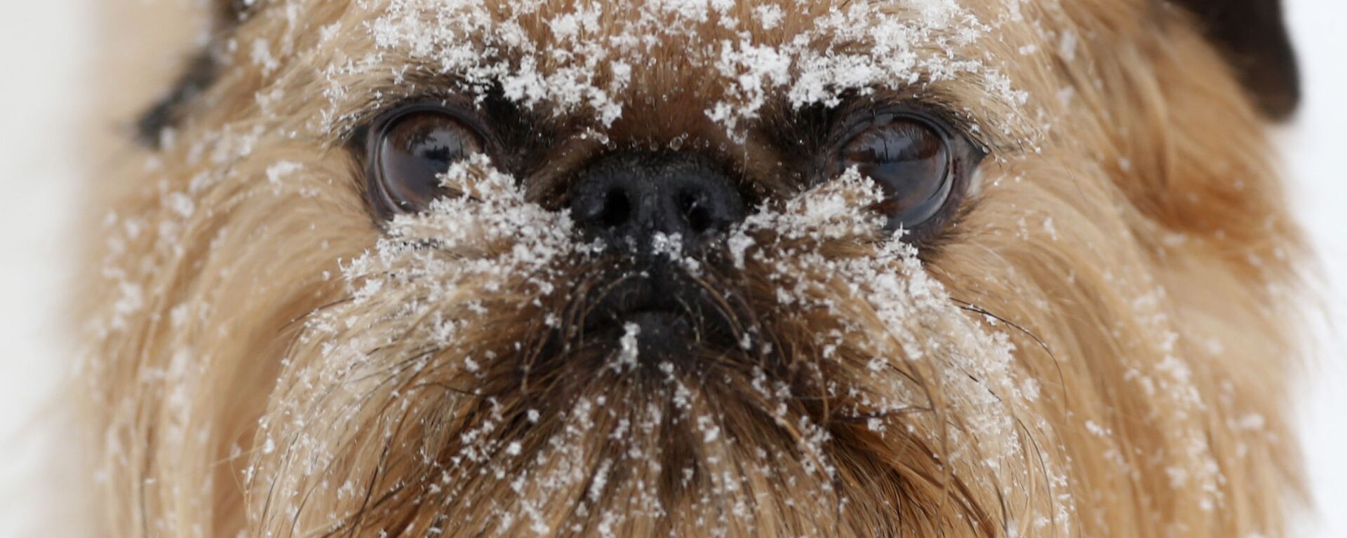 Sniega pārklāts suns dzīvnieku aprūpes centrā Hounds on the Hudson Olbanijā, Ņujorkas štats - Sputnik Latvija, 1920, 23.02.2021
