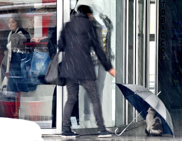 Кошка прячется под зонтом, оставленным перед магазином в македонской столице Скопье - Sputnik Латвия