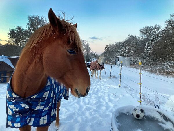 Лошадь в попоне у поилки с замерзшей водой в Техасе, США - Sputnik Латвия