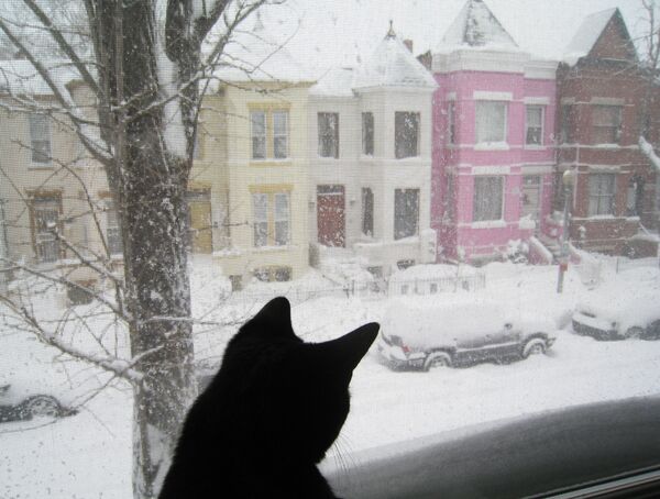 Кошка смотрит из окна на заснеженную улицу в Вашингтоне - Sputnik Латвия