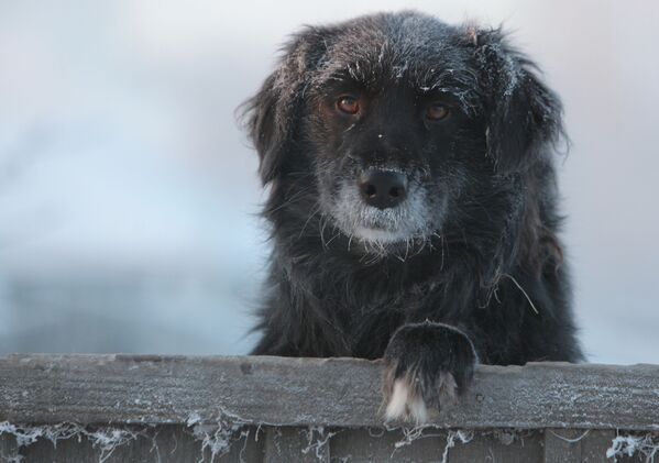 Sētas suns Taras pilsētā Omskas apgabalā. Sals ir stiprs – termometra stabiņš kritās līdz -39 grādiem  - Sputnik Latvija