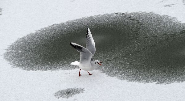  Чайка прогуливается по замерзшему озеру в Берлине - Sputnik Латвия