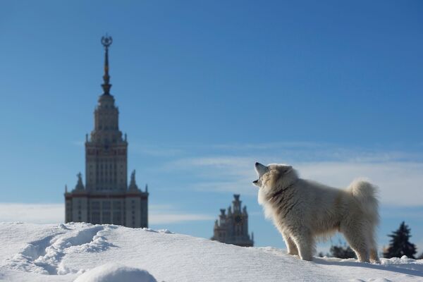 Собака на снегу лает на фоне здания МГУ в Москве - Sputnik Латвия
