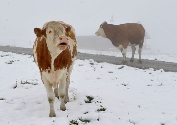 Govis kalnu ganībās Zalcburgas provincē Austrijā - Sputnik Latvija