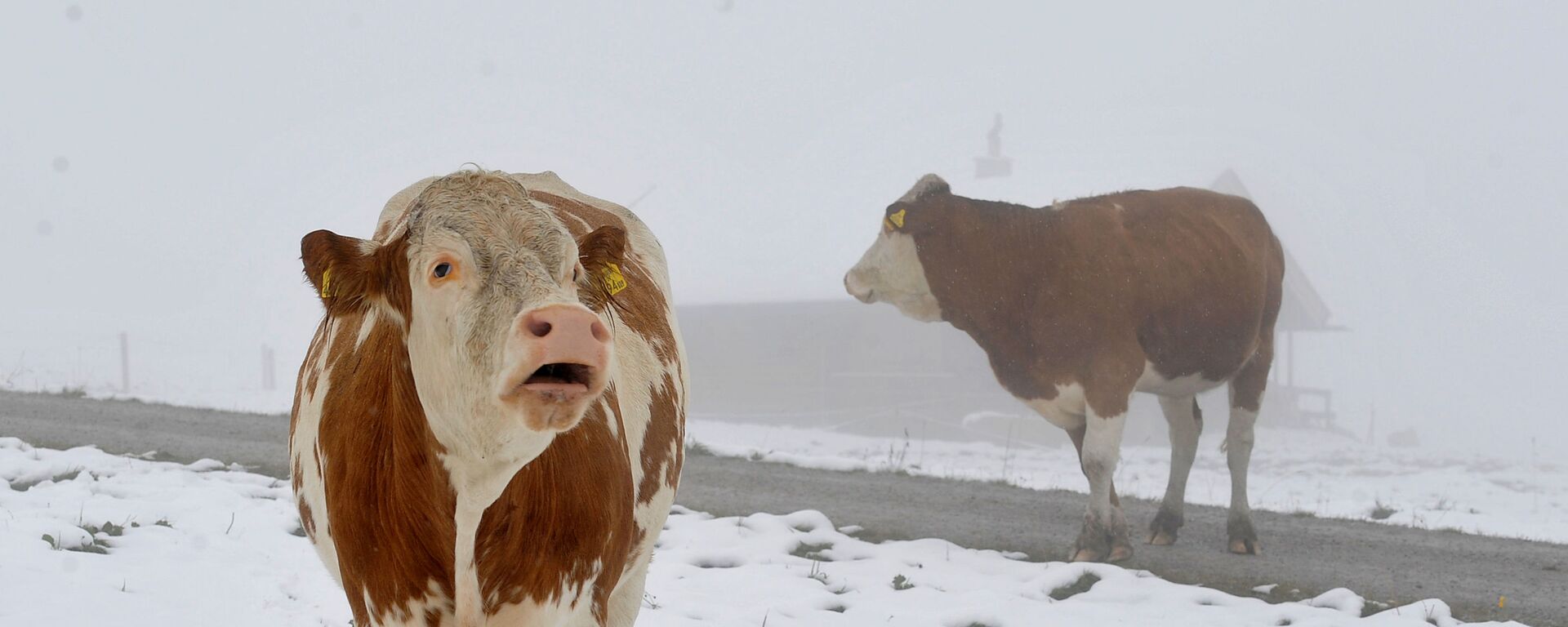 Коровы на горном пастбище в австрийской провинции Зальцбург - Sputnik Латвия, 1920, 16.03.2022