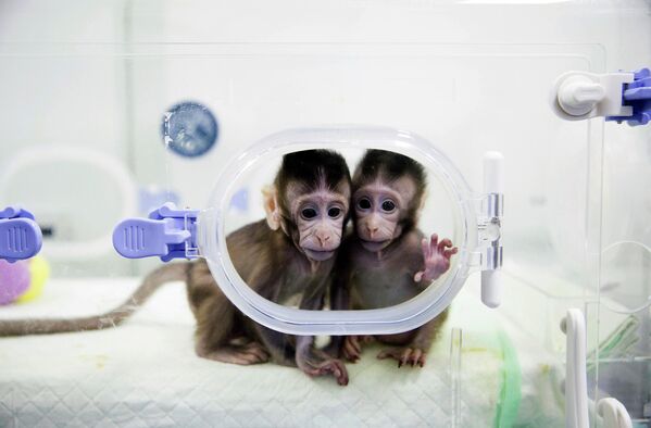Клонированные обезьяны в лаборатории исследования приматов в Китайской академии наук. 22 января 2018 - Sputnik Latvija