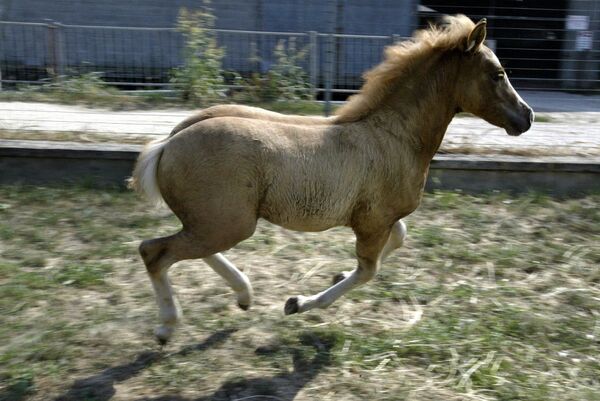 Первая в мире клонированная лошадь Прометея - Sputnik Latvija