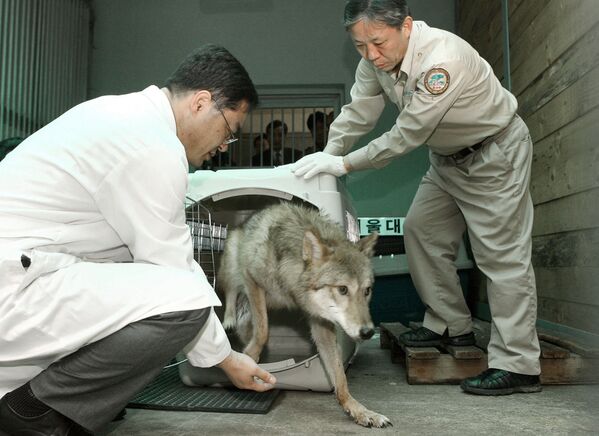 Клонированная волчица в зоопарке на юге Сеула, Южная Корея - Sputnik Latvija