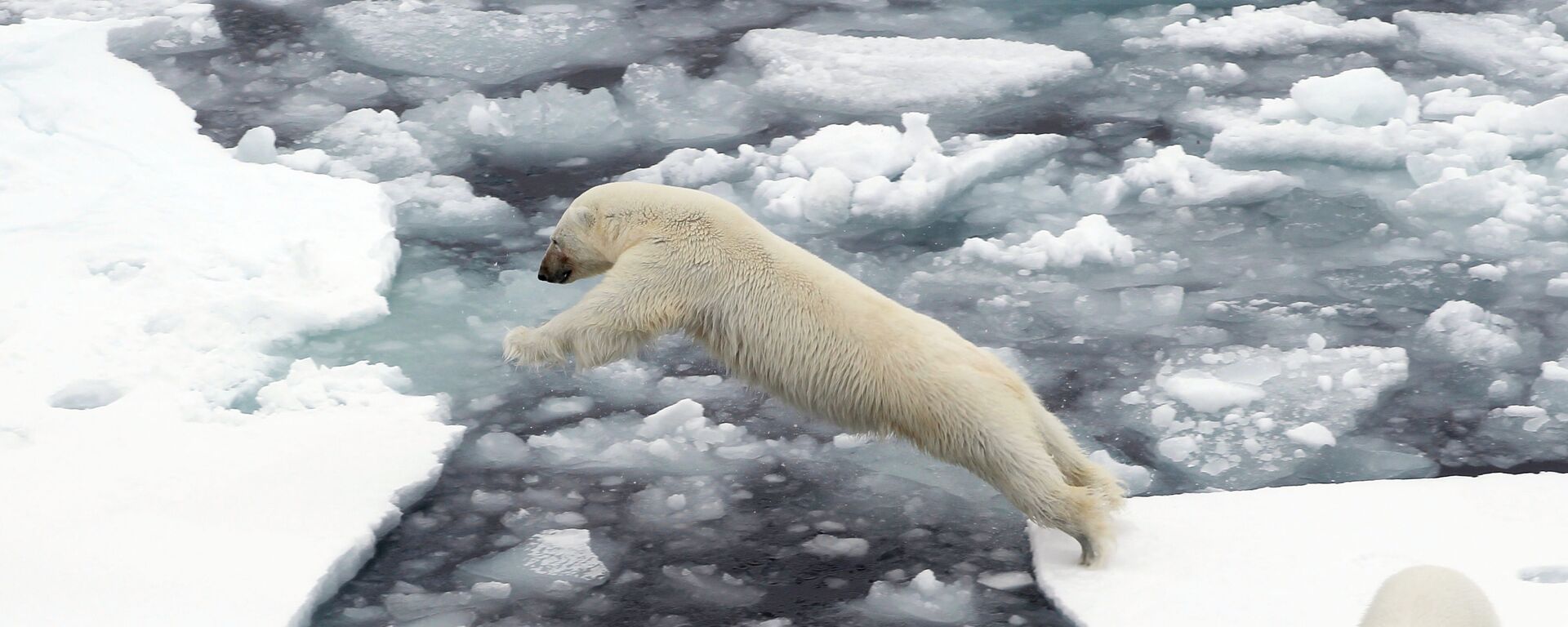 Белые медведи на льдине в Северном Ледовитом океане - Sputnik Латвия, 1920, 18.06.2021