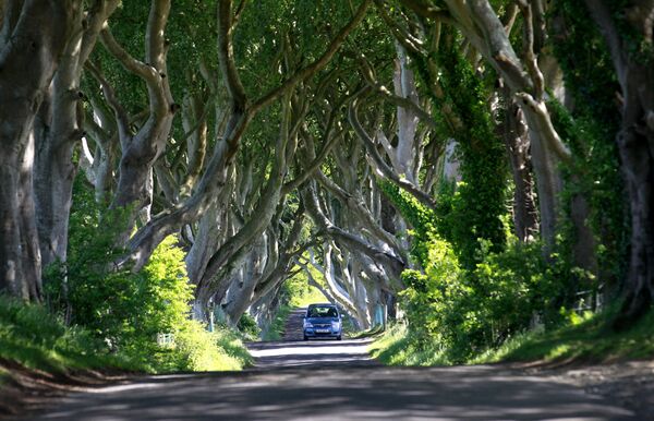 Mežs Dark Hedges Ziemeļīrijā it kā aiznes mūs fantastiskā romānā. Troņu spēles fani, protams, to uzreiz pazīs Mežs Dark Hedges Ziemeļīrijā it kā aiznes mūs fantastiskā romānā. Troņu spēles fani, protams, to uzreiz pazīs - Sputnik Latvija