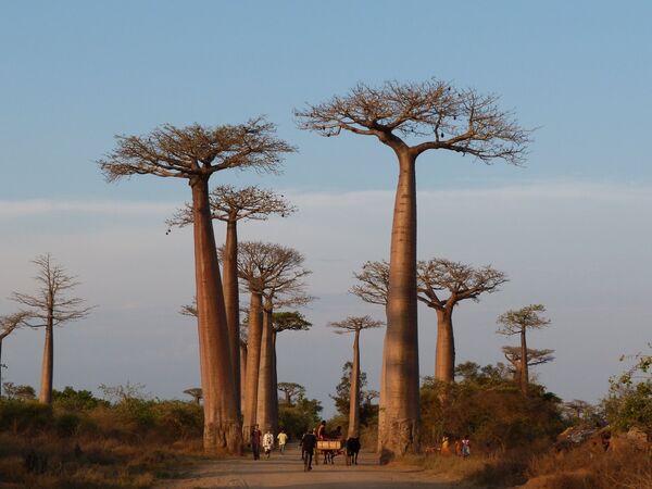 Baobabu aleja Madagaskarā. Daudzi no tiem jau pārsnieguši 800 gadu vecumu. Diemžēl koki mirst tūristu barbarisko uzbrukumu dēļ Baobabu aleja Madagaskarā. Daudzi no tiem jau pārsnieguši 800 gadu vecumu. Diemžēl koki mirst tūristu barbarisko uzbrukumu dēļ - Sputnik Latvija