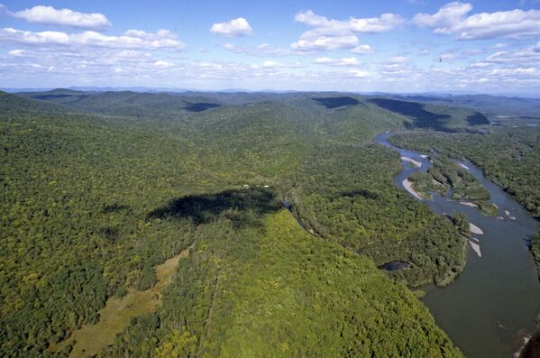 Usūrijas taiga Krievijas Tālajos Austrumos, kur savijas Sibīrijas taiga un subtropiskie džungļi. Apvidus ir unikāls, jo ledus laikmetā to ledāji nav skāruši Usūrijas taiga Krievijas Tālajos Austrumos, kur savijas Sibīrijas taiga un subtropiskie džungļi. Apvidus ir unikāls, jo ledus laikmetā to ledāji nav skāruši - Sputnik Latvija