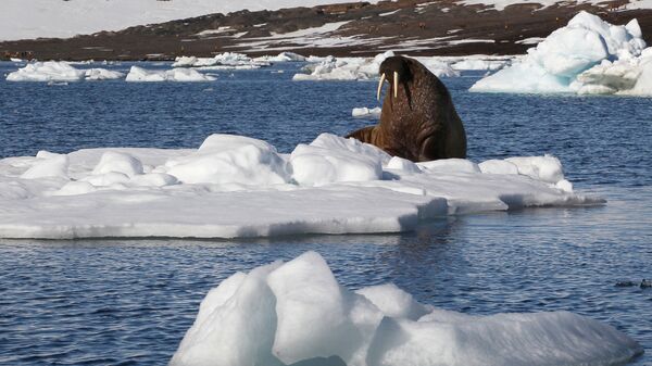 Морж на льдине у берегов одного из островов архипелага Земля Франца-Иосифа. - Sputnik Latvija