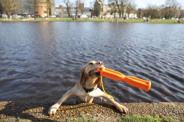 Suns spēlējas ūdenī Londonā 2021. gada 30. martā - Sputnik Latvija