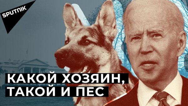 Собака Джо Байдена терроризирует сотрудников Белого дома - Sputnik Latvija