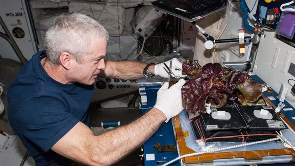 Американский астронавт Стивен Суонсон собирает выращенный на МКС салат. - Sputnik Латвия