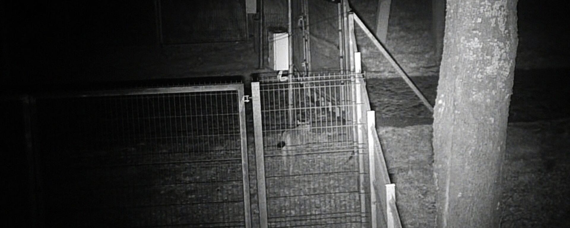 Животные попали в объектив камер возле контрольно-пропускного пункта Папялякис (сопредельный Лынтупы)   - Sputnik Latvija, 1920, 15.04.2021