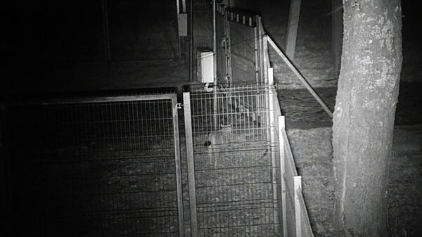 Животные попали в объектив камер возле контрольно-пропускного пункта Папялякис (сопредельный Лынтупы)   - Sputnik Latvija