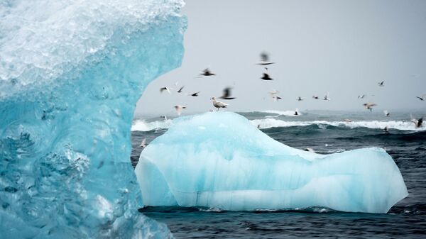 Летающие над айсбергом чайки в лагуне Йёкюльсаурлоун в Исландии - Sputnik Latvija